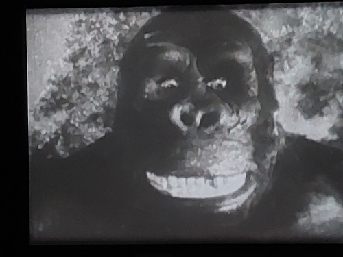 Bride kong super - of, 8